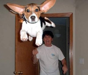 La SPA dénonce le lancer de chiots (sur Facebook) La SPA dénonce le lancer de chiots (sur Facebook)