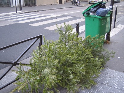 Sapin abandonné Sapin abandonné