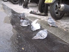 Les Pigeons se la coulent douce