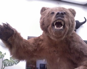 Un Grizzli dans le salon Un Grizzli dans le salon