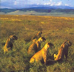 Je vais me mettre au swahili Je vais me mettre au swahili