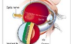 Bientôt des yeux bioniques