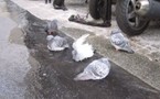 Les Pigeons se la coulent douce