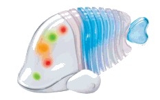 e-fish.jpg e-fish.jpg
