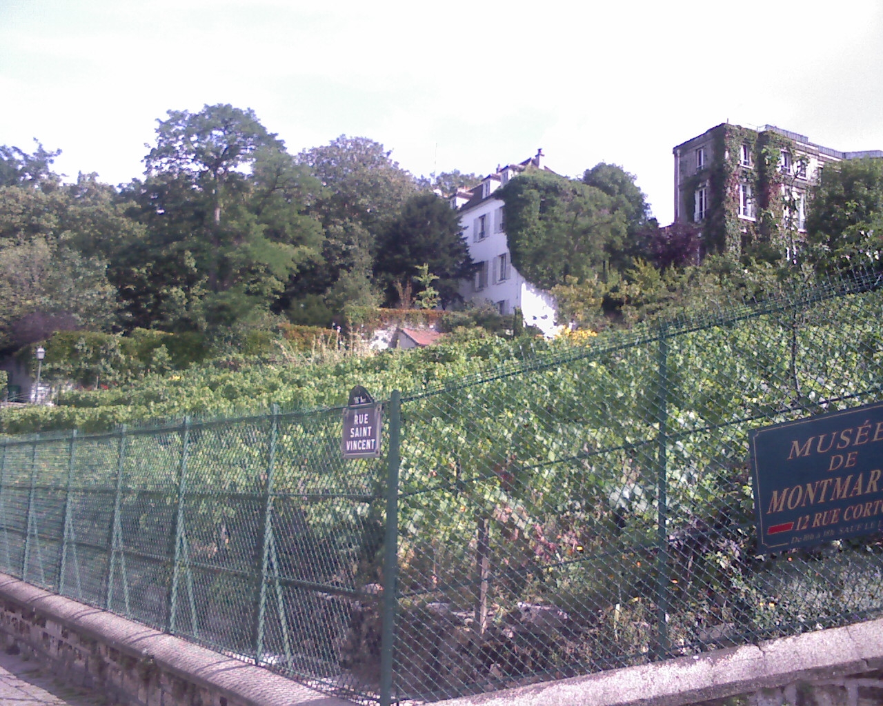 Vue générale des vignes Vue générale des vignes