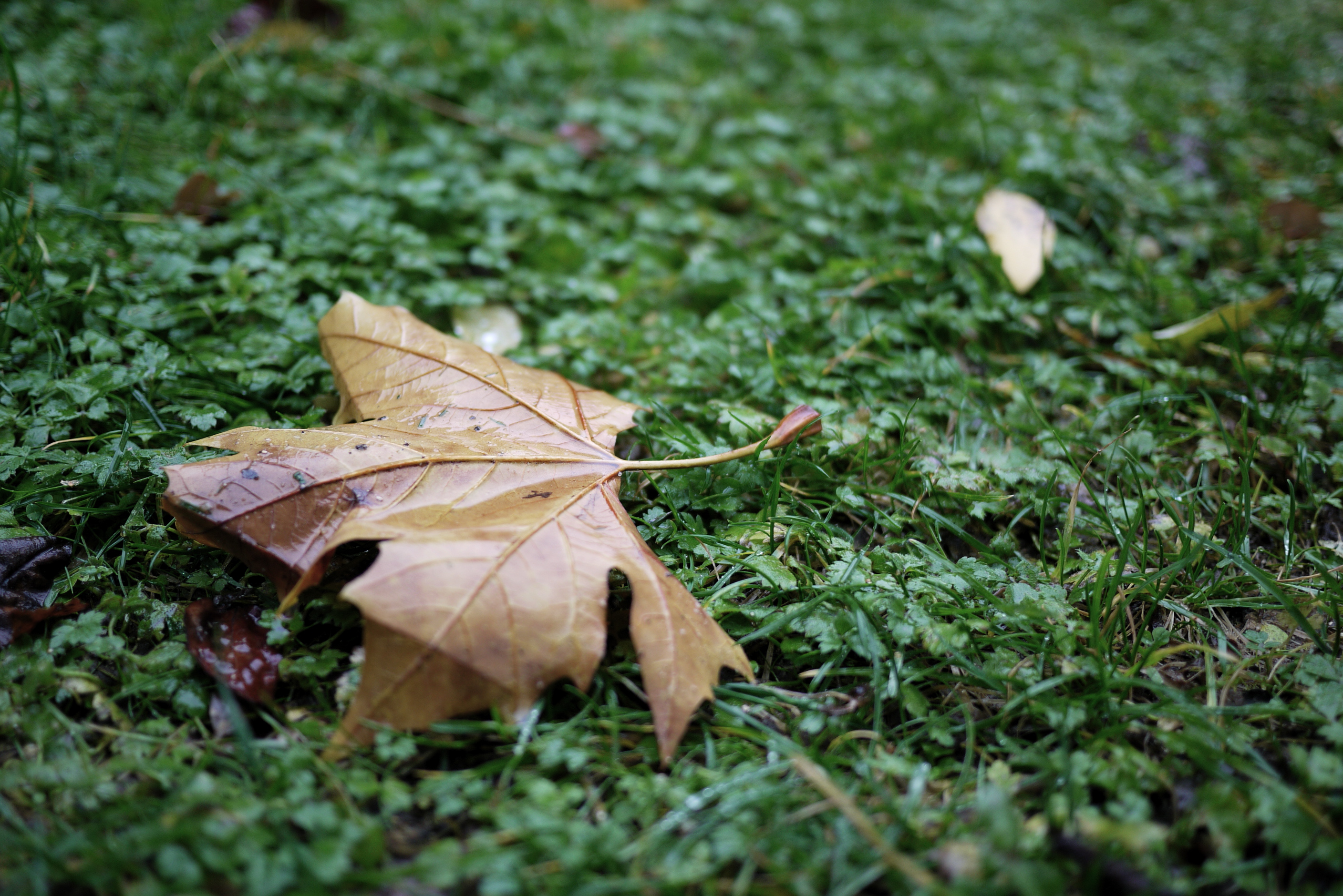 Feuille morte 3 Feuille morte 3