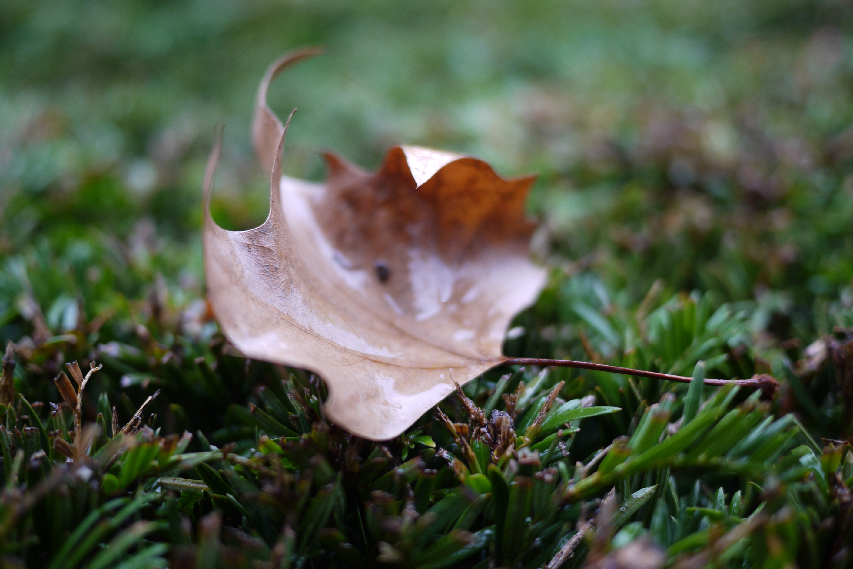 Feuille morte 2 Feuille morte 2