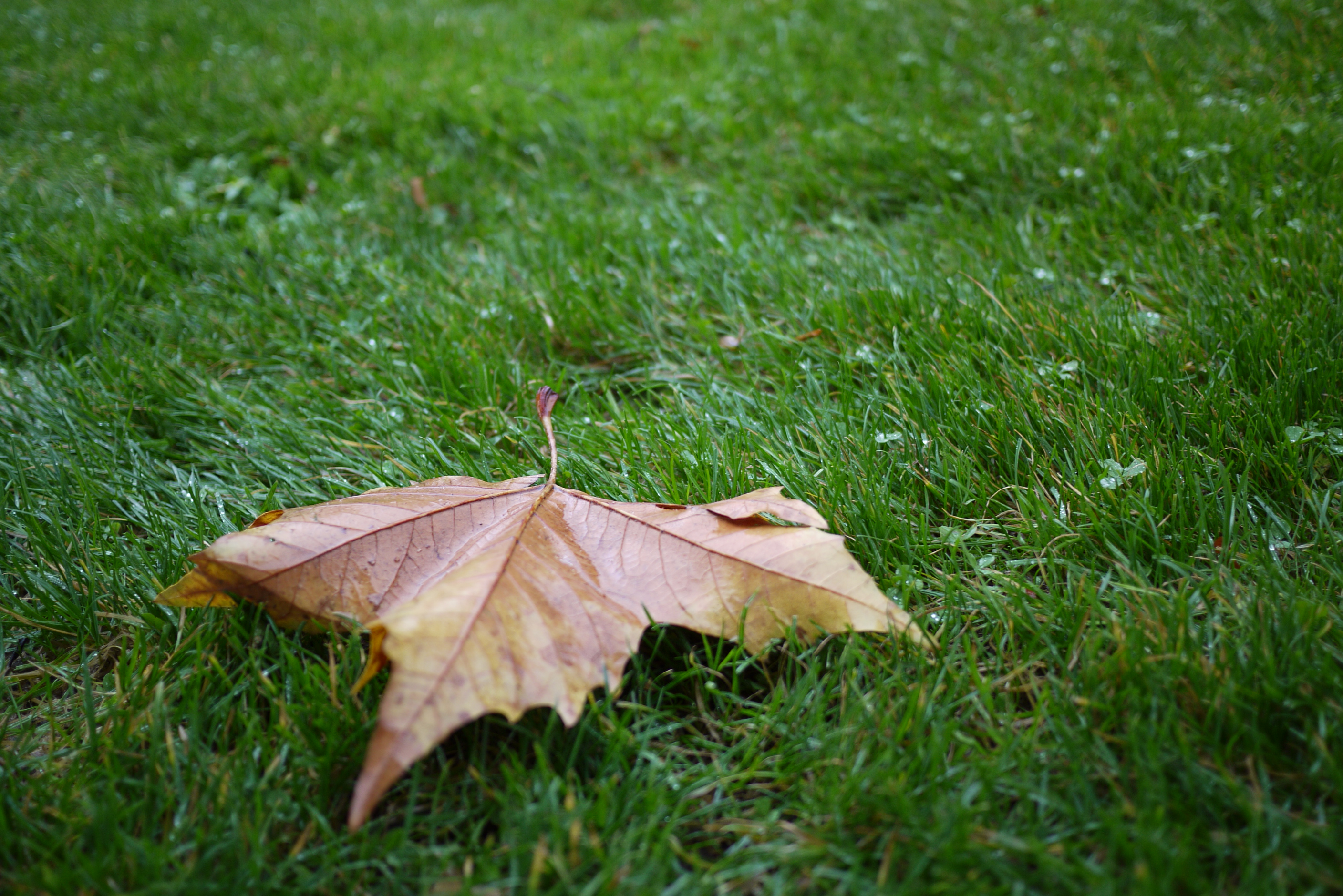 Feuille morte 1 Feuille morte 1