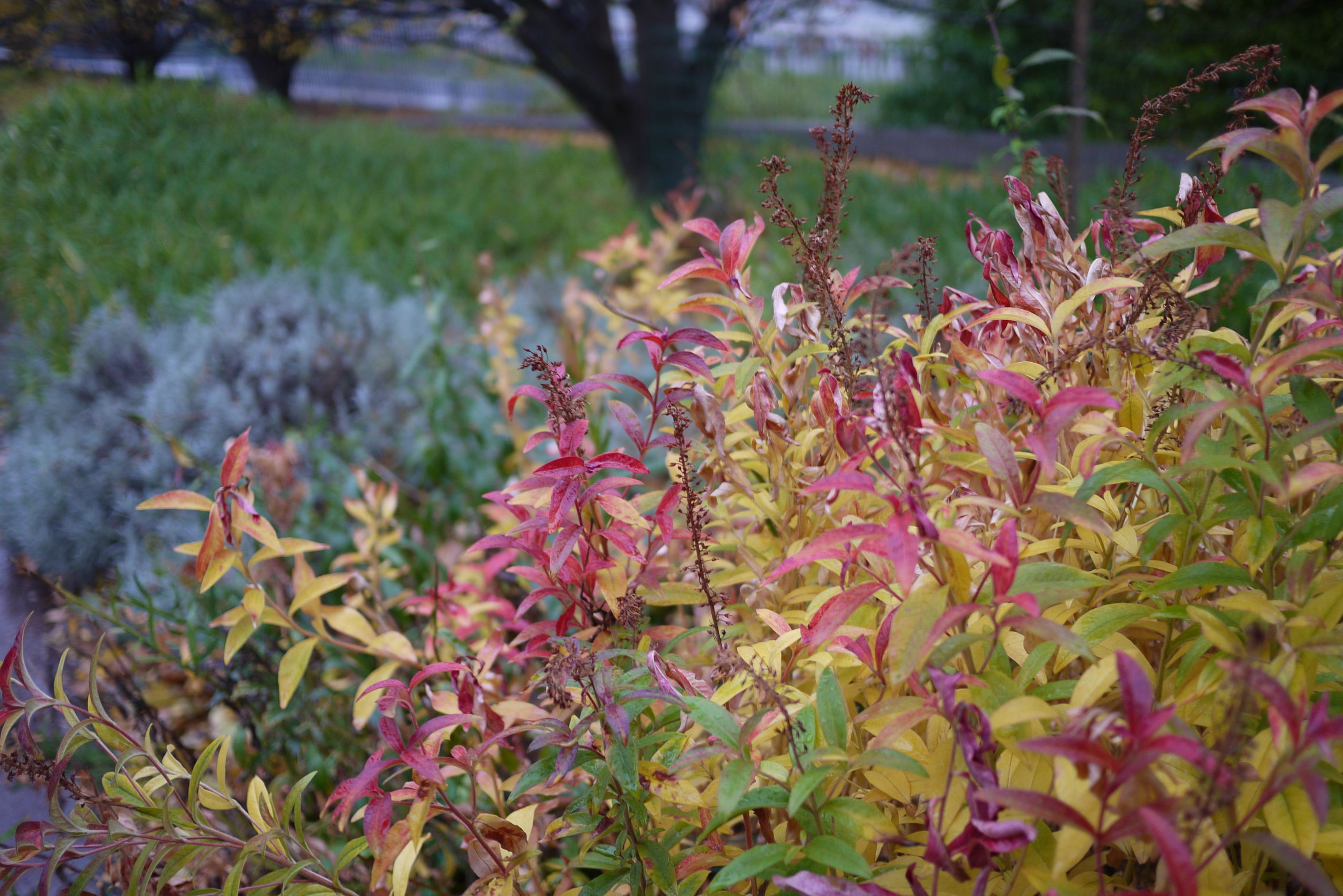Buisson d'Automne bis Buisson d'Automne bis
