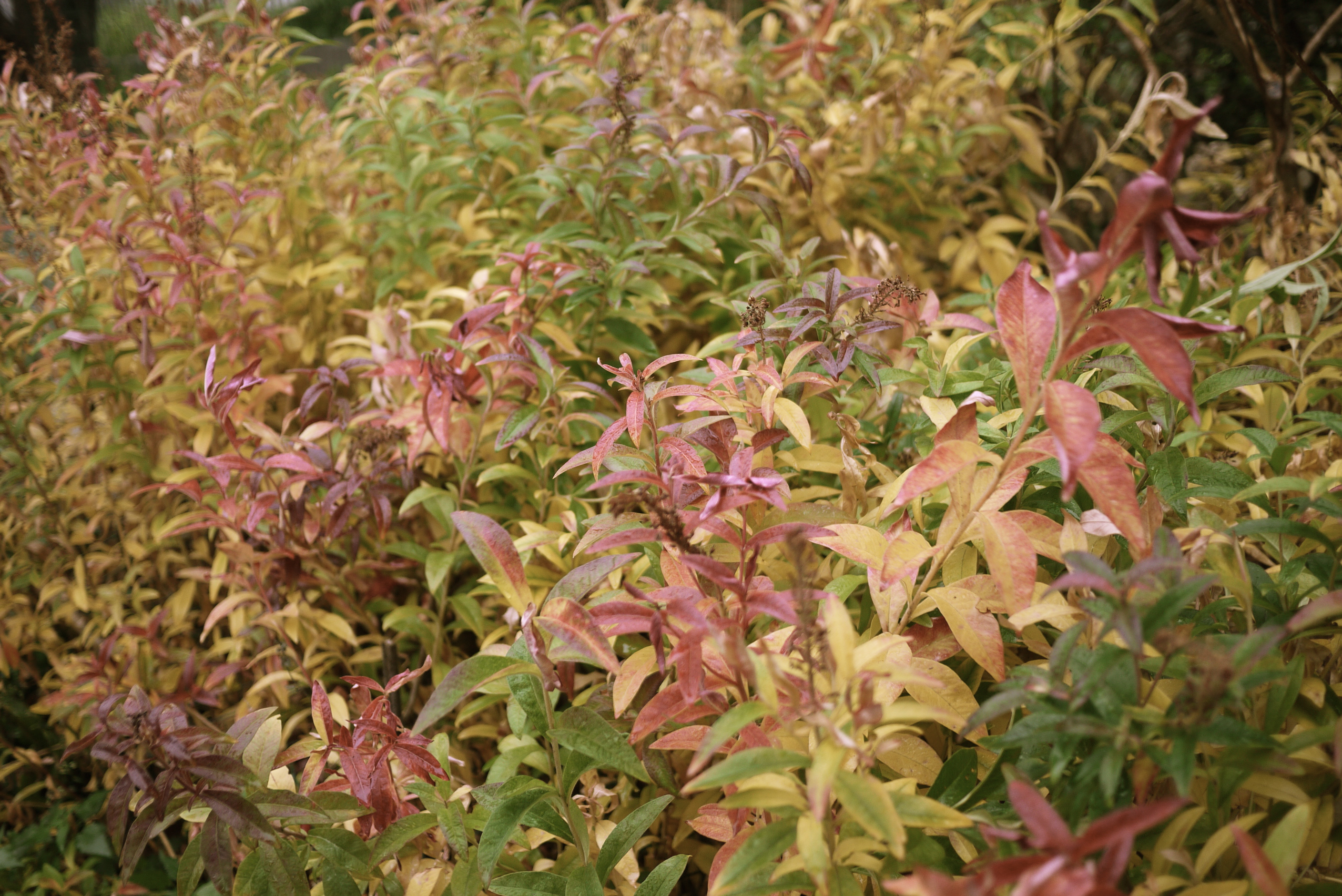 Buisson d'Automne Buisson d'Automne