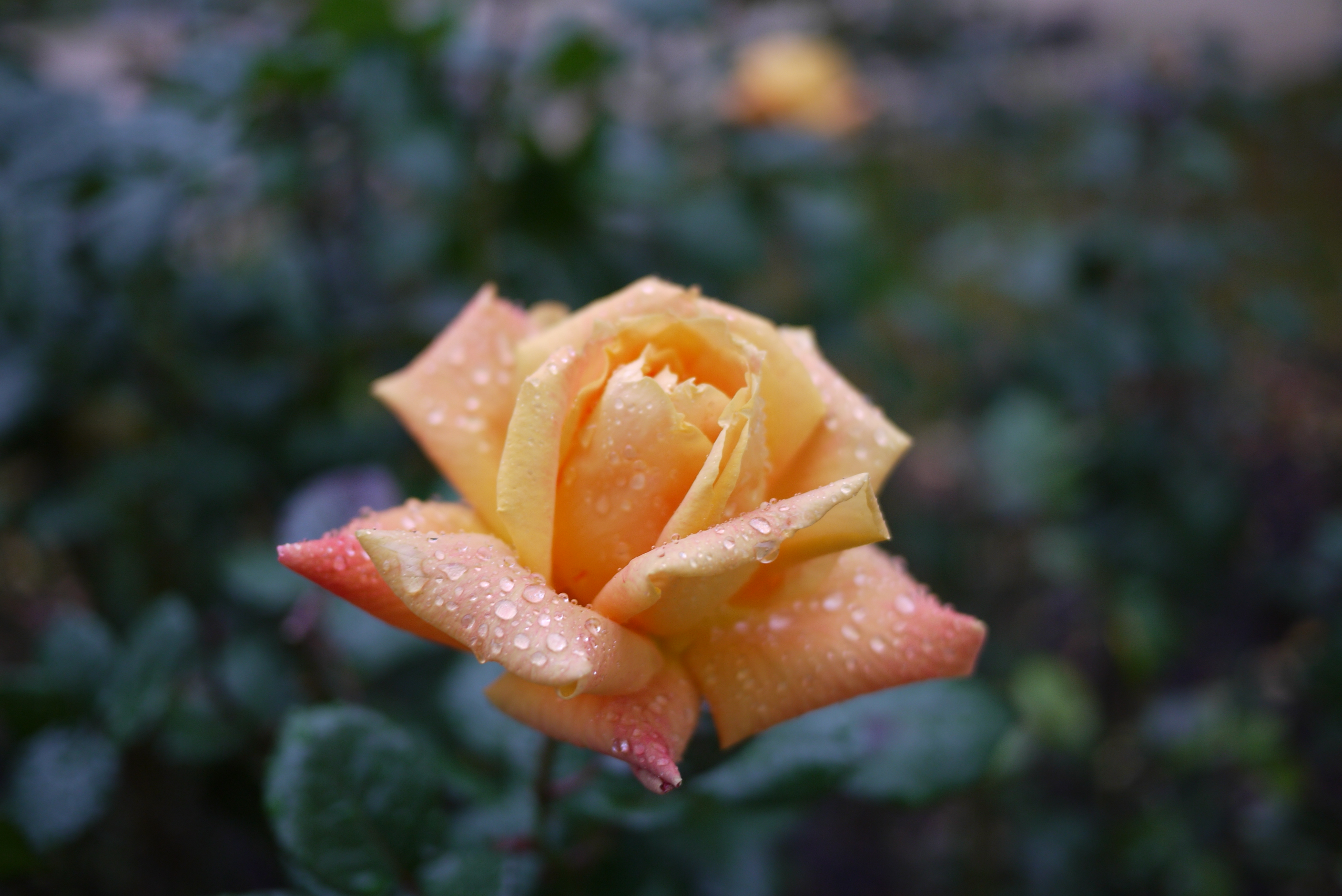 Rose d'automne Rose d'automne